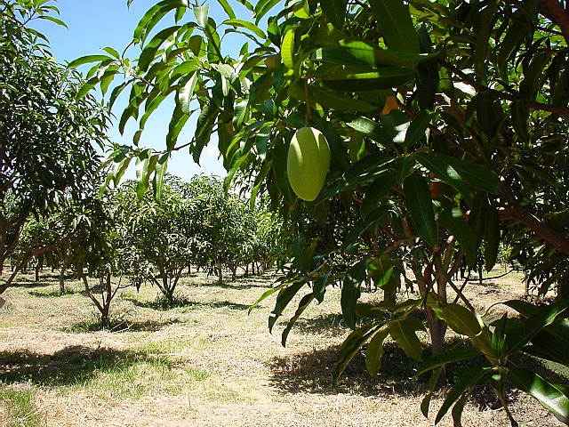 マンゴー畑